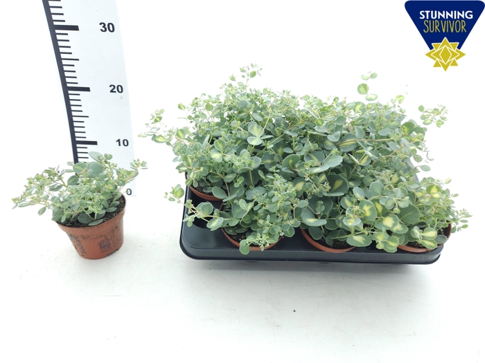 <h4>SEDUM SI MEDIOVARIEG</h4>