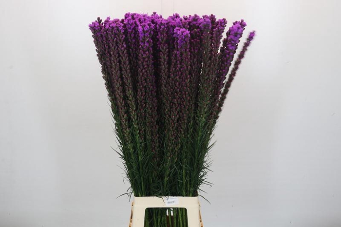 <h4>Liatris Callilepis Forest Lodge</h4>