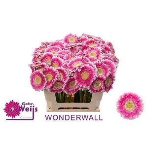 GE MI WONDERWALL