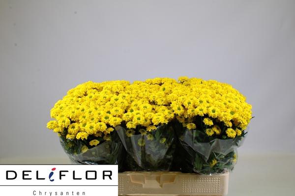 <h4>CHR SAN PAINTB SUNNY</h4>