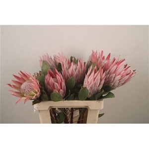 Protea Cynariodes Pink