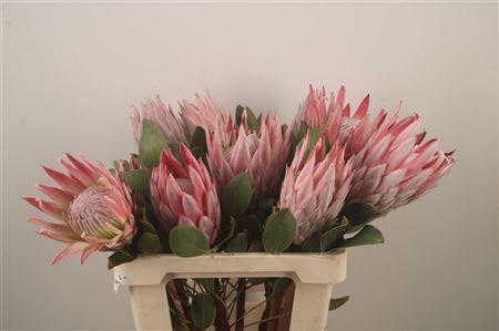 <h4>Protea Cynariodes Pink</h4>