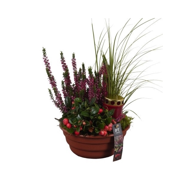 <h4>PTAH8687 Arrangement Allerheiligen in plastic schaal</h4>