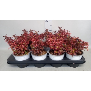 Coprosma repens
