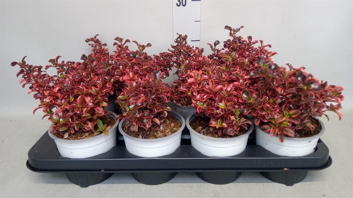 <h4>Coprosma repens</h4>