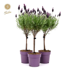 Lavandula st. 'Anouk'® Collection Stem P12