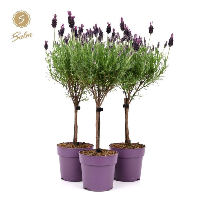 <h4>Lavandula st. 'Anouk'® Collection Stem P12</h4>