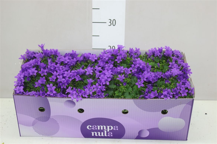<h4>Campanula Port Porto In Decobox</h4>