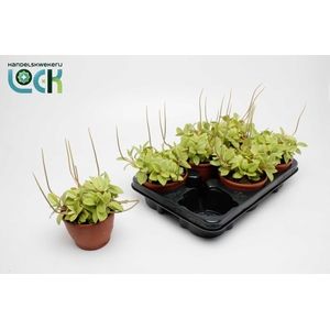 Peperomia Orba Pixie