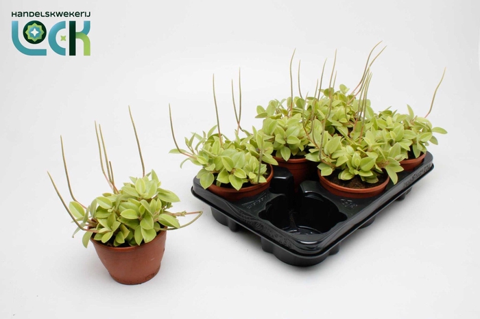 <h4>Peperomia Orba Pixie</h4>