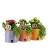 Arrangementen kamerplanten 6%