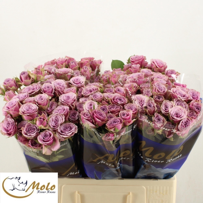 <h4>R TR PURPLE SKY</h4>