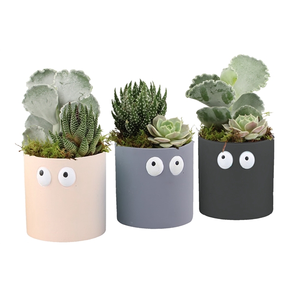 <h4>Arrangementen kamerplanten 6%</h4>