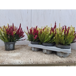 CALLU GEM IN POT 2KL
