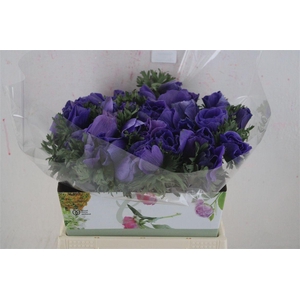 Anem Mistral Super Blue