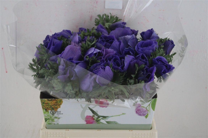 <h4>Anem Mistral Super Blue</h4>