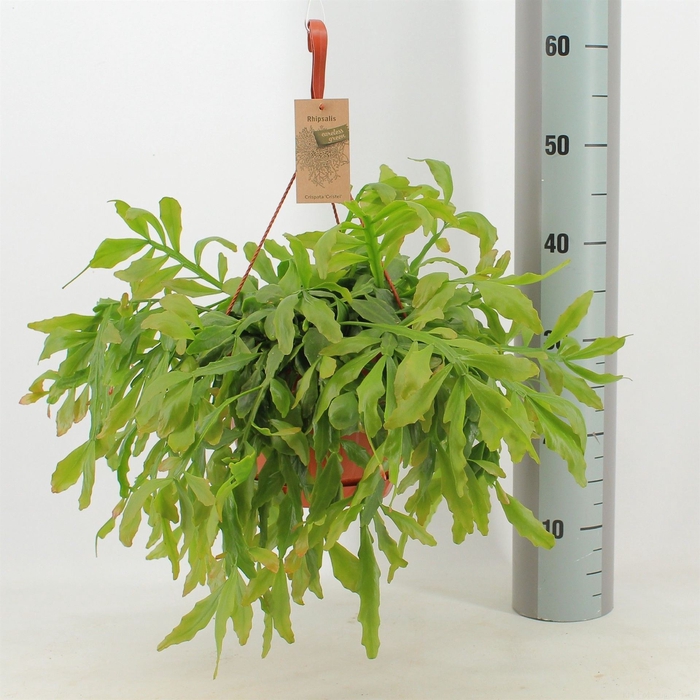 <h4>Rhipsalis   ...</h4>