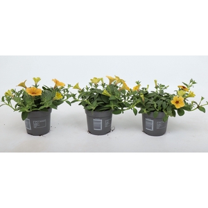 Petunia Cascadias® Indian Summer