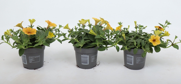 <h4>Petunia Cascadias® Indian Summer</h4>