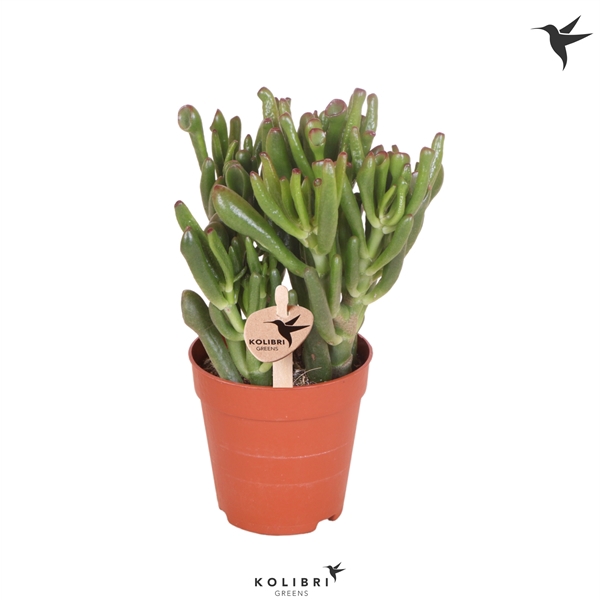 <h4>Kolibri Greens Succulenten Crassula Hobbit</h4>