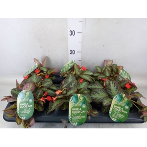 Episcia cupreata 'Minty Imp'