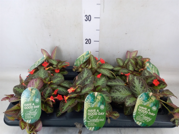 <h4>Episcia cupreata 'Minty Imp'</h4>