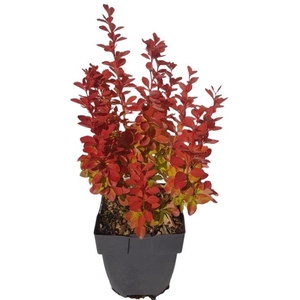 Berberis thunbergii 'Orange Ice'® P17