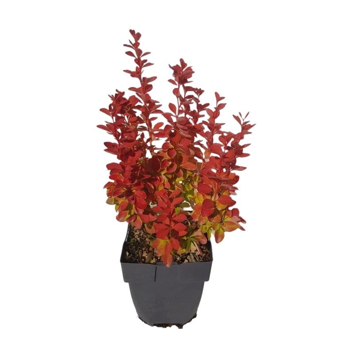 <h4>Berberis thunbergii 'Orange Ice'® P17</h4>