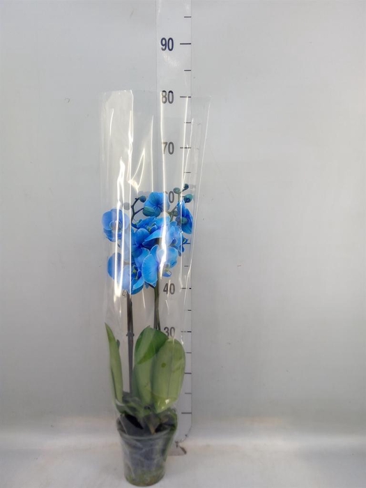 <h4>Phalaenopsis ...</h4>