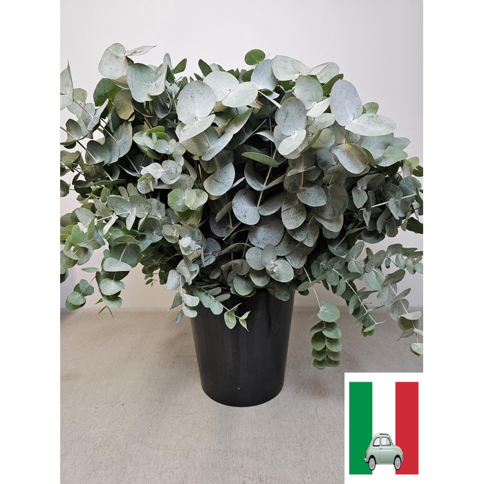 <h4>EUC CINEREA PER STEEL -IT-</h4>