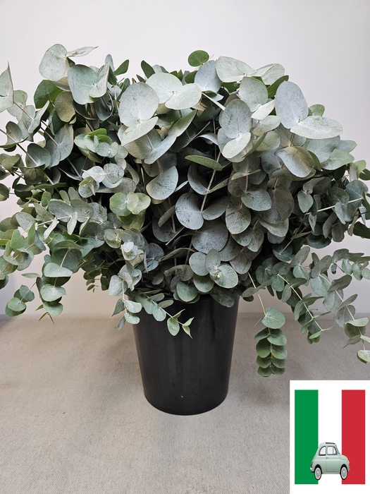 EUC CINEREA PER STEEL -IT-
