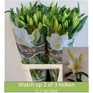 Li Lf Watch Up 2/3