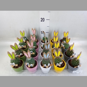 Cactus   ...decorated