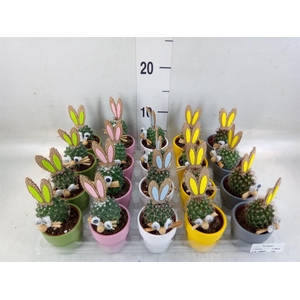 Cactus   ...decorated