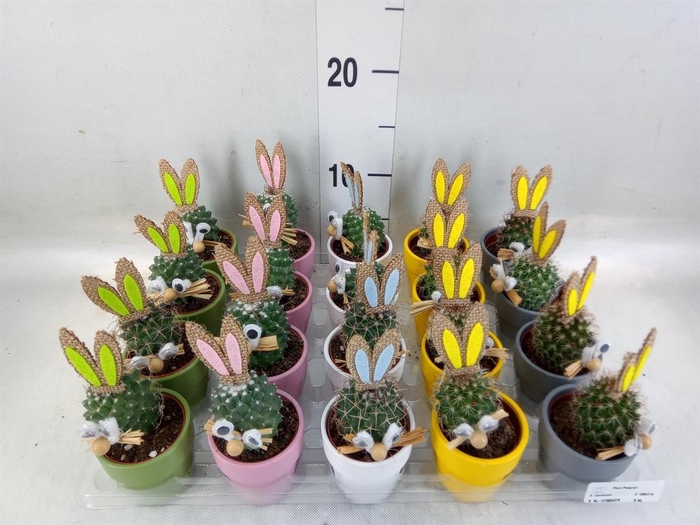 <h4>Cactus   ...decorated</h4>