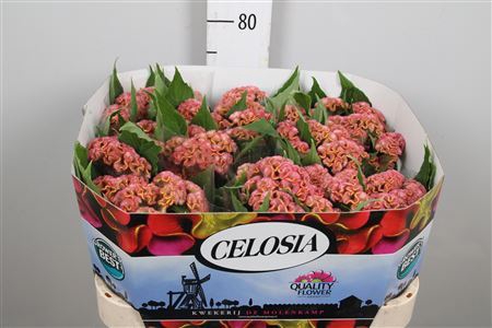 <h4>Celosia arg. CR 'Act Ziva'</h4>