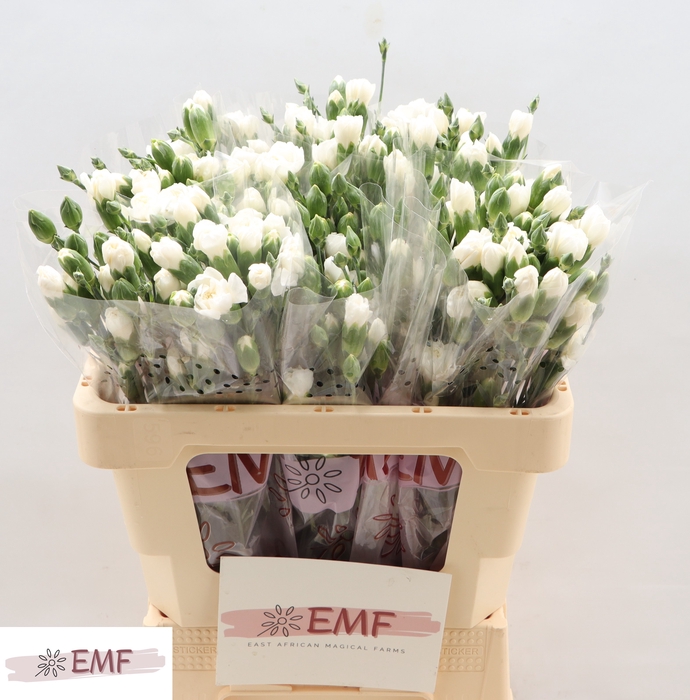 <h4>DI TR ARTIC</h4>