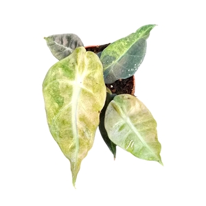 Alocasia