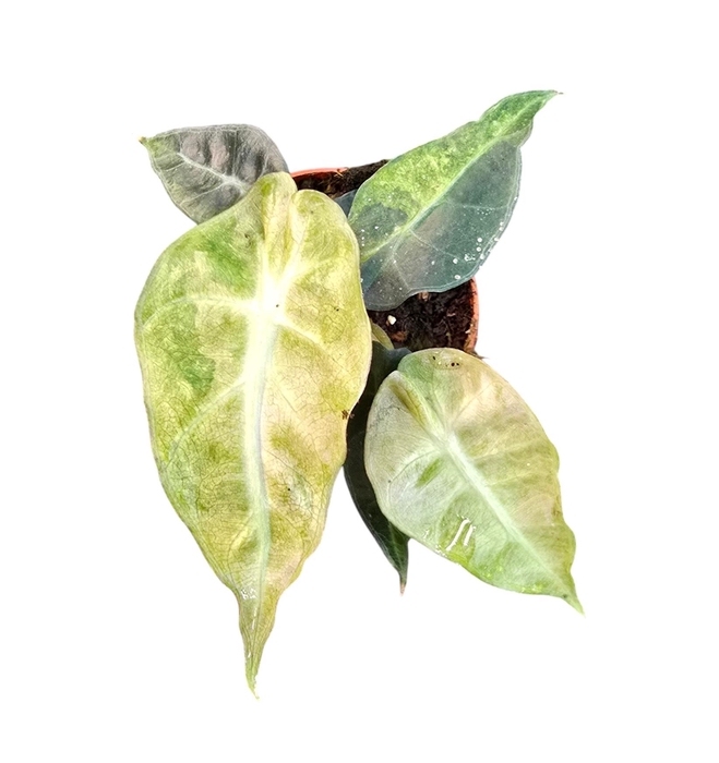 <h4>Alocasia</h4>