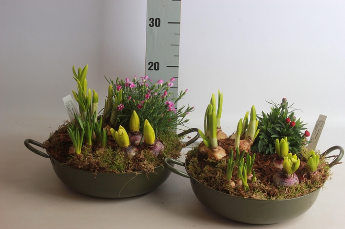 <h4>ARR BOL KNOLGEWAS</h4>