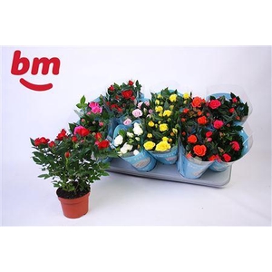 Ro B Monde Gem 7 Srt