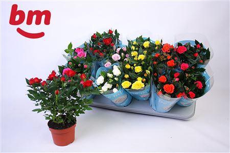 <h4>Ro B Monde Gem 7 Srt</h4>