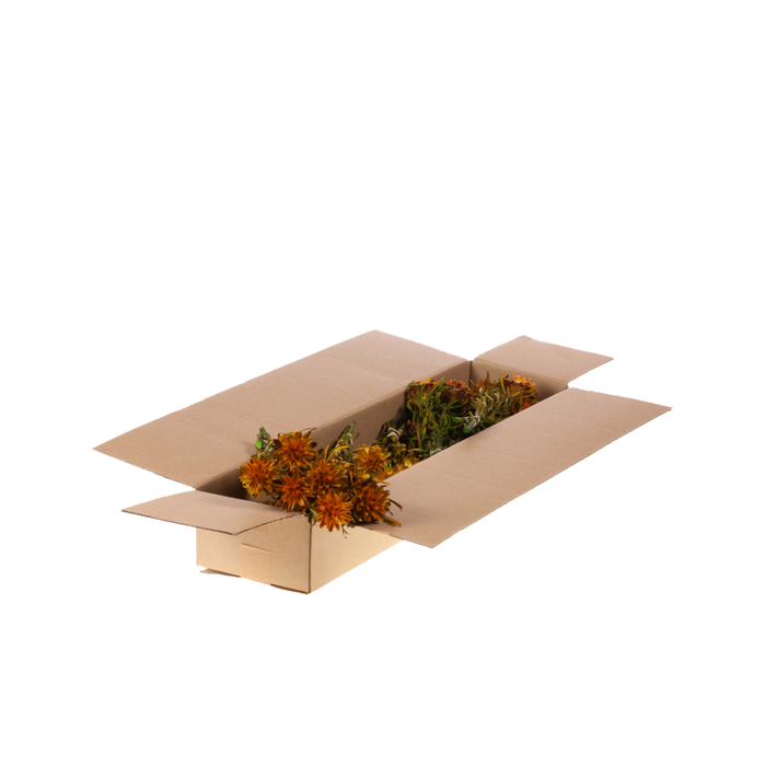 <h4>Plumosum Female Preserved Sb Orange Spring</h4>