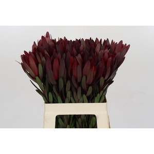 Leucadendron Saf Sunset Dark Red