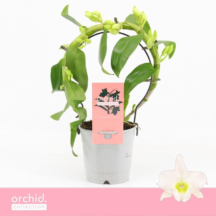 <h4>Dendrobium Nobilé, Apollon Mini Bow 'Orchid Collection'</h4>
