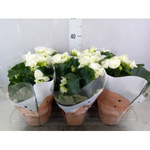Begonia elat. HL 'Clara'