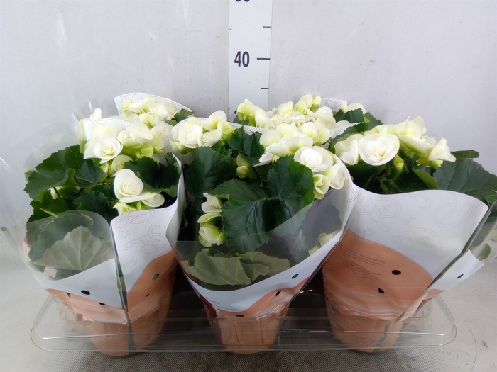 <h4>Begonia elat. HL 'Clara'</h4>