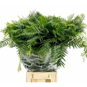 Falso Pepe Green (per bunch)