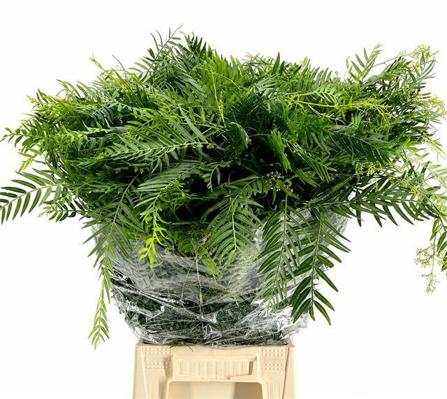 <h4>Falso Pepe Green (per bunch)</h4>