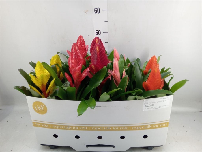 <h4>Vriesea   ...mix 8</h4>